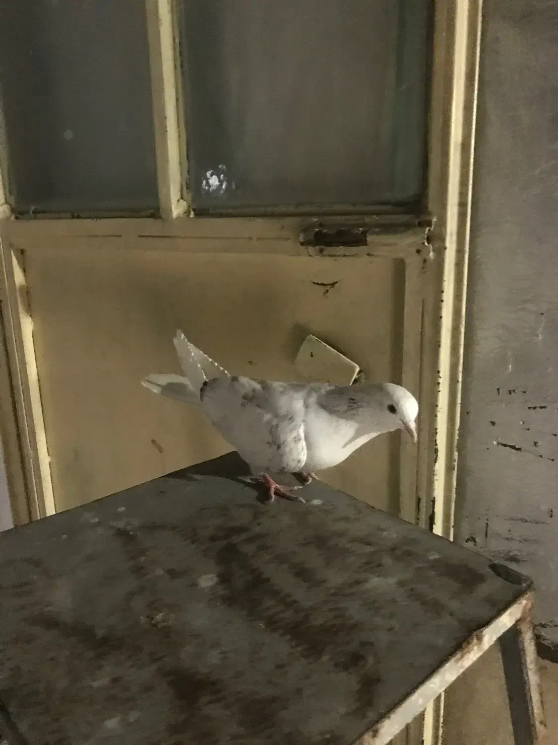 کفتر|پرنده|مشکین‌دشت, |دیوار