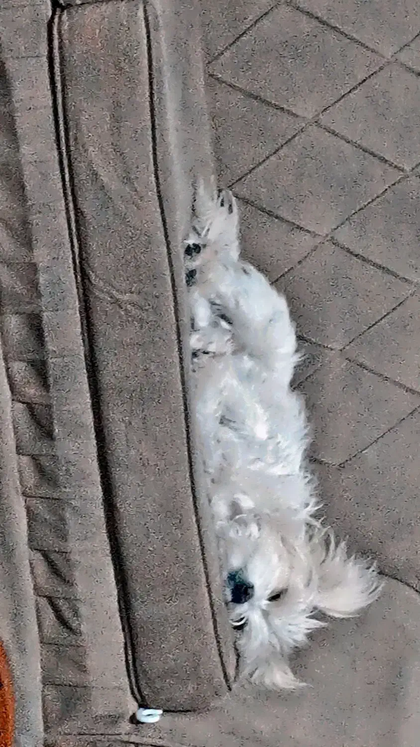 سگ شینتزو روباهی|سگ|اسدآباد, |دیوار