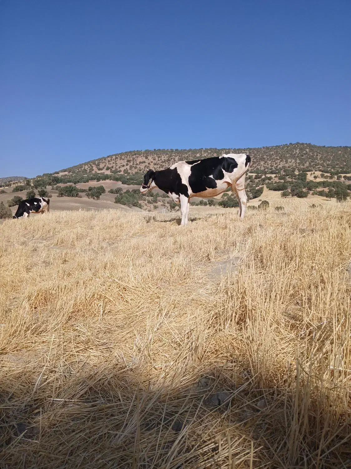 گاو|حیوانات مزرعه|گهواره, |دیوار