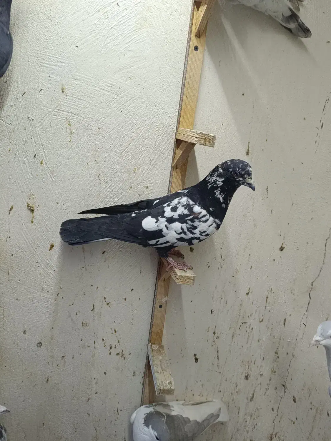 سار اوقون پلاکی|پرنده|مشهد, گلبرگ|دیوار