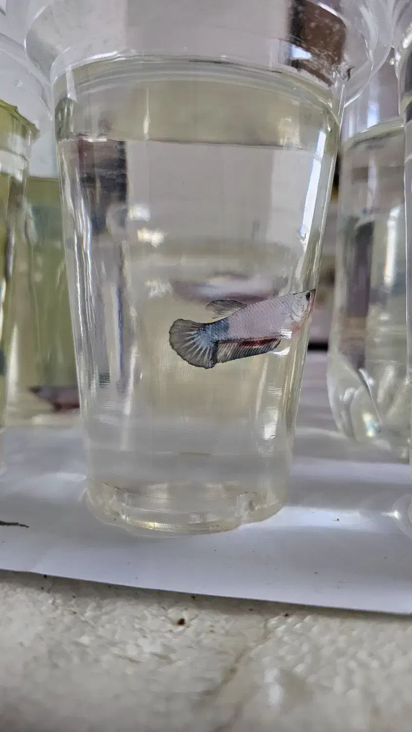 ماهی فایتر پلاکت|ماهی|خرمآباد, |دیوار