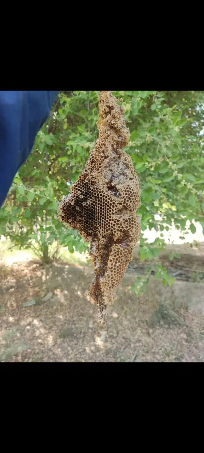 عسل طبیعی|خوردنی و آشامیدنی|رامشیر, |دیوار