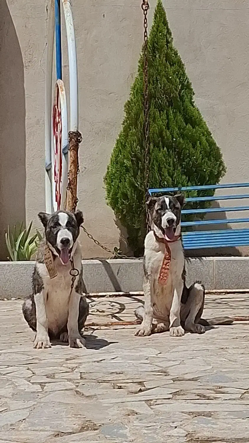 سگ گمشده|حیوانات|مشهد, کوی المهدی|دیوار