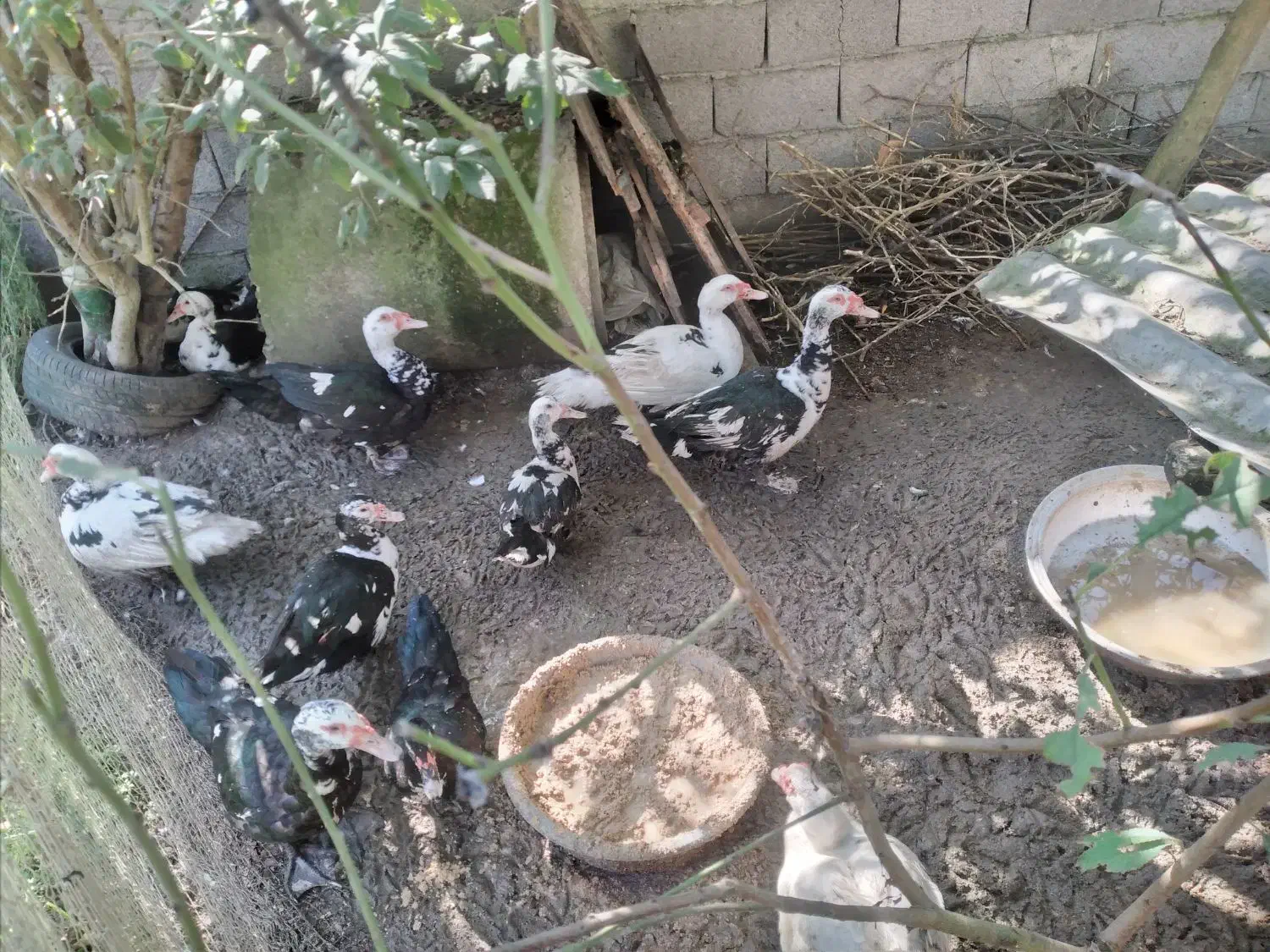 تعداد محدود اردک درشت نر و ماده|حیوانات مزرعه|رودبنه, |دیوار