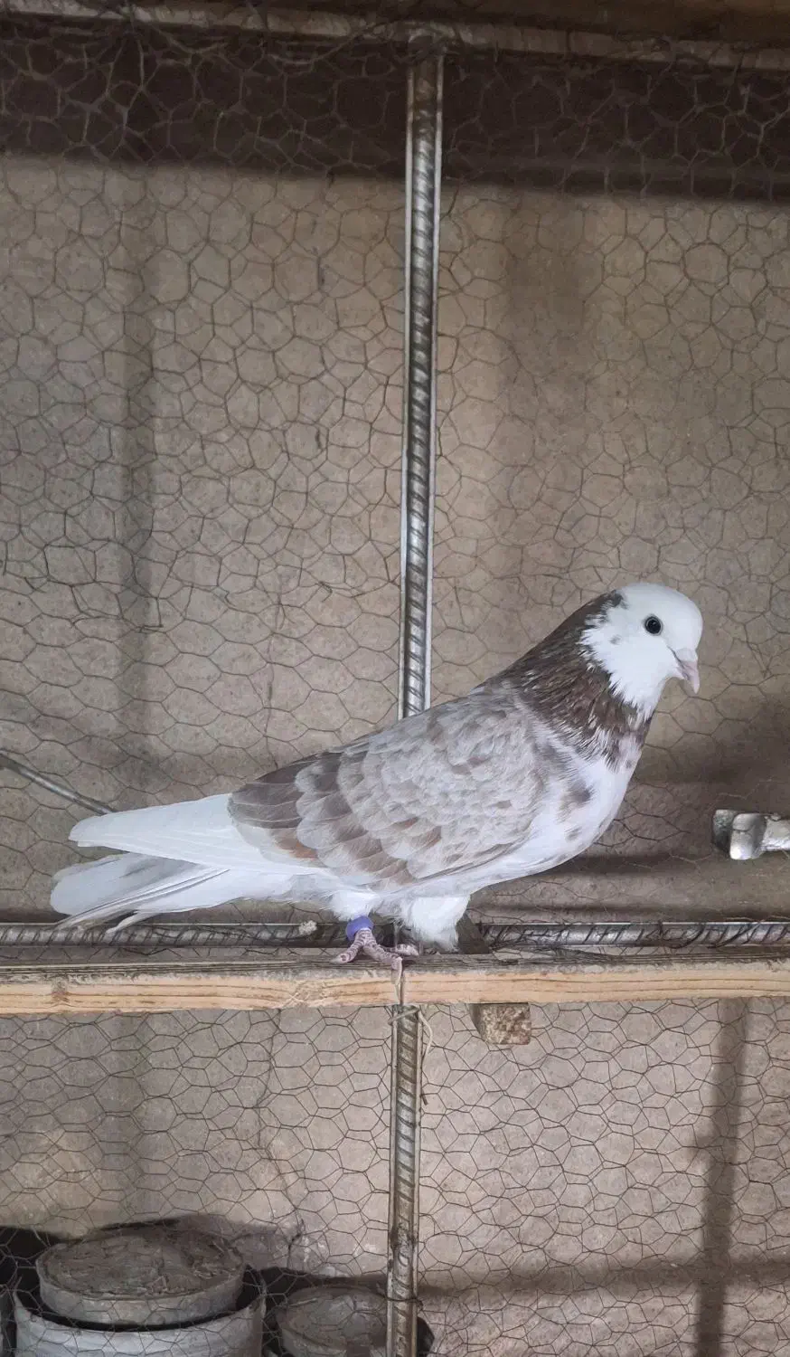 کبوتر کفتر|پرنده|ری, اقدسیه|دیوار