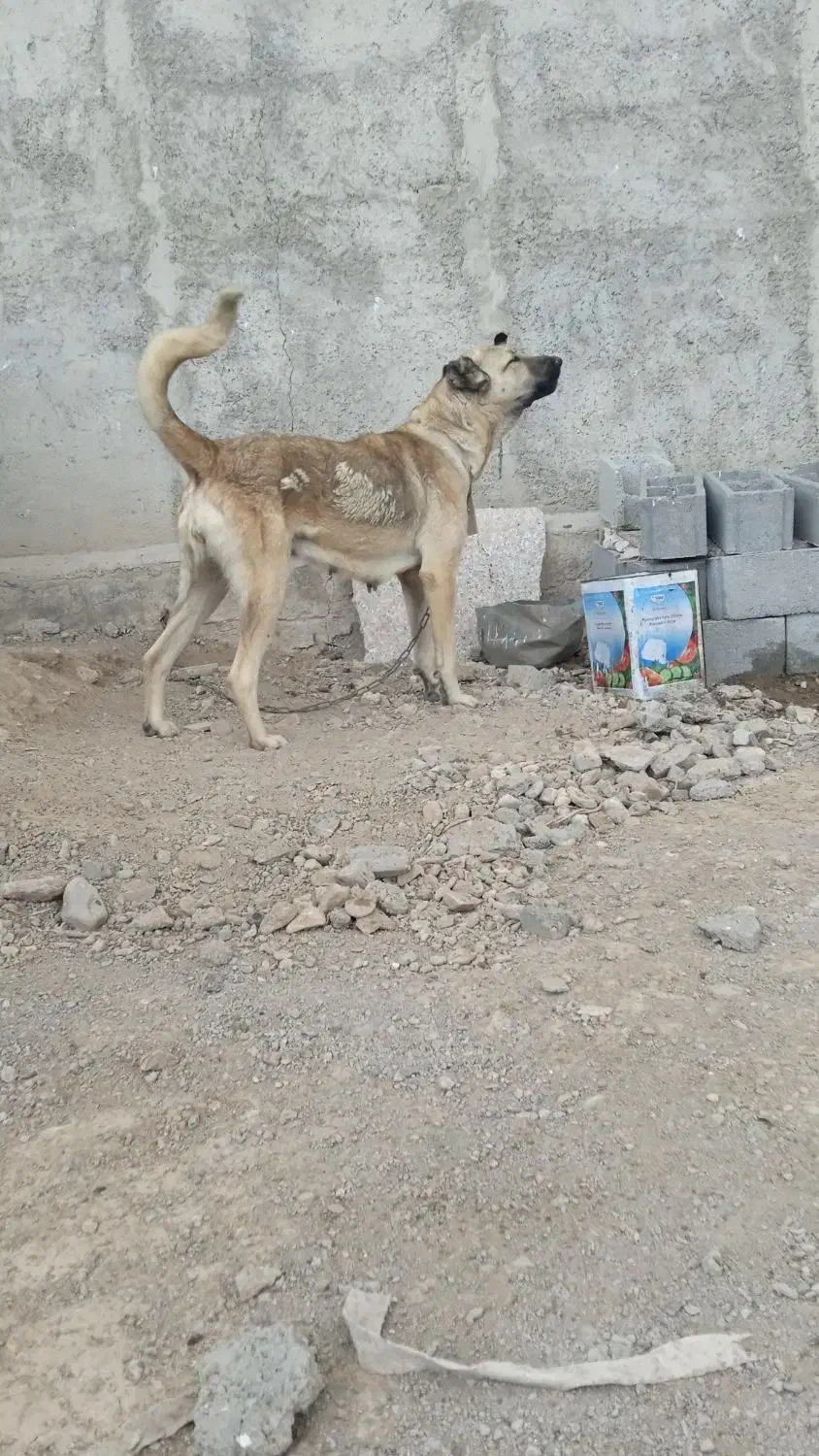 سگ سرابی|سگ|مهربان, |دیوار