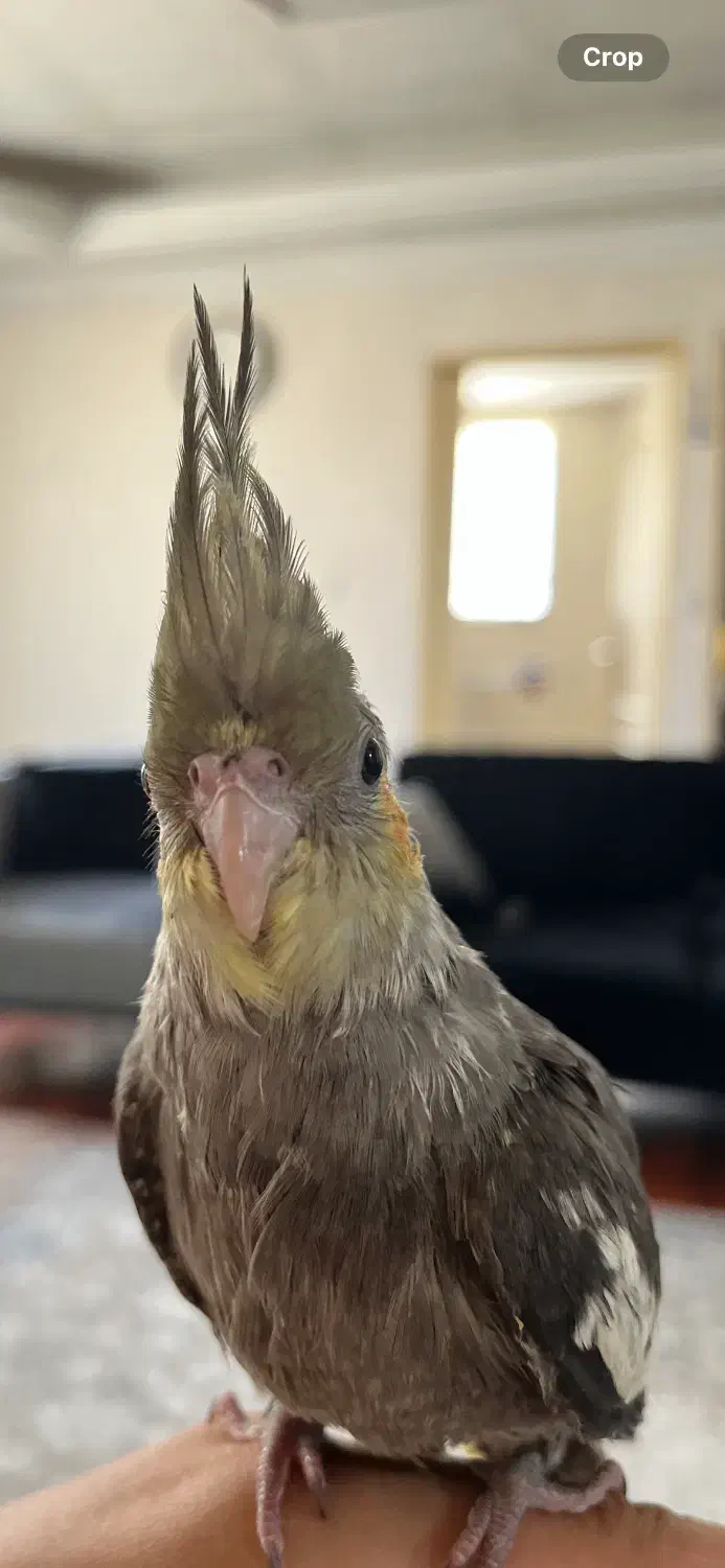 عروس هلندی|پرنده|کرج, اصفهانی‌ها|دیوار