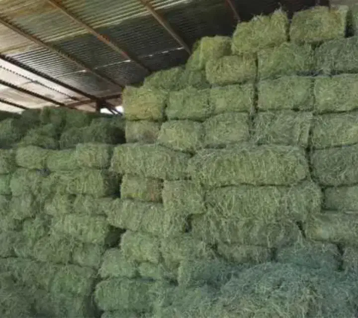 پرس ینجه گوگد|لوازم جانبی حیوانات|گلپایگان, |دیوار