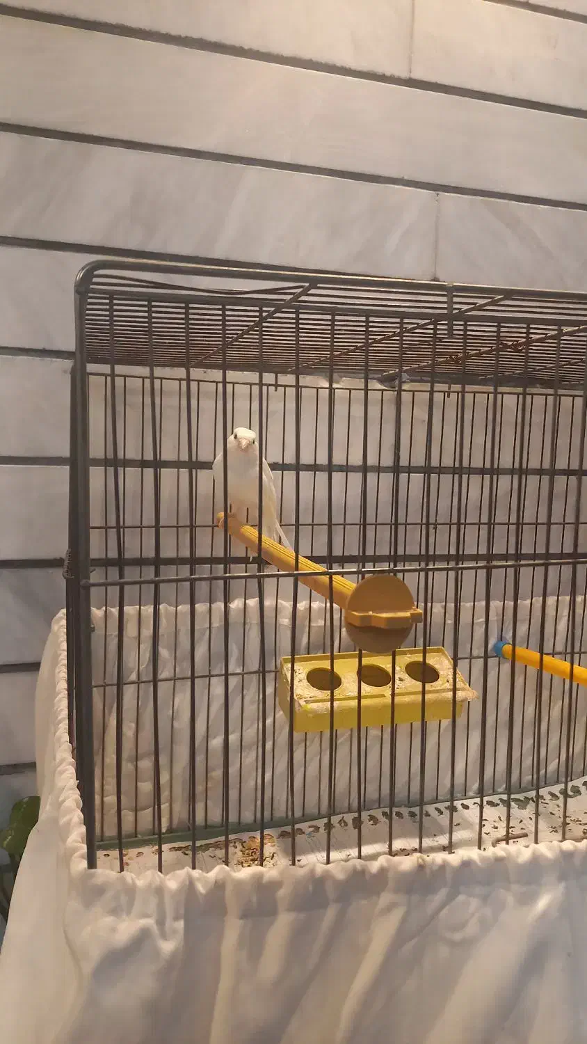 قناری (یک جفت) بخون و آماده|پرنده|کاشان, فین بزرگ|دیوار