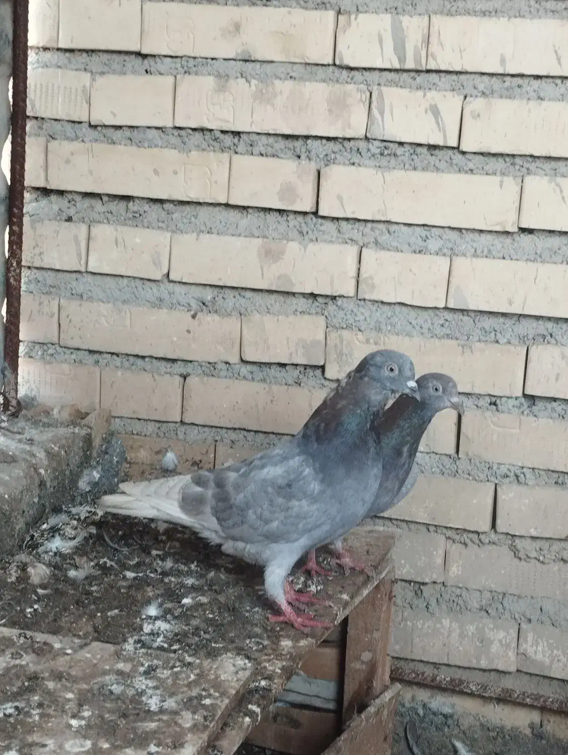 کبوتر لوت|پرنده|شادگان, |دیوار