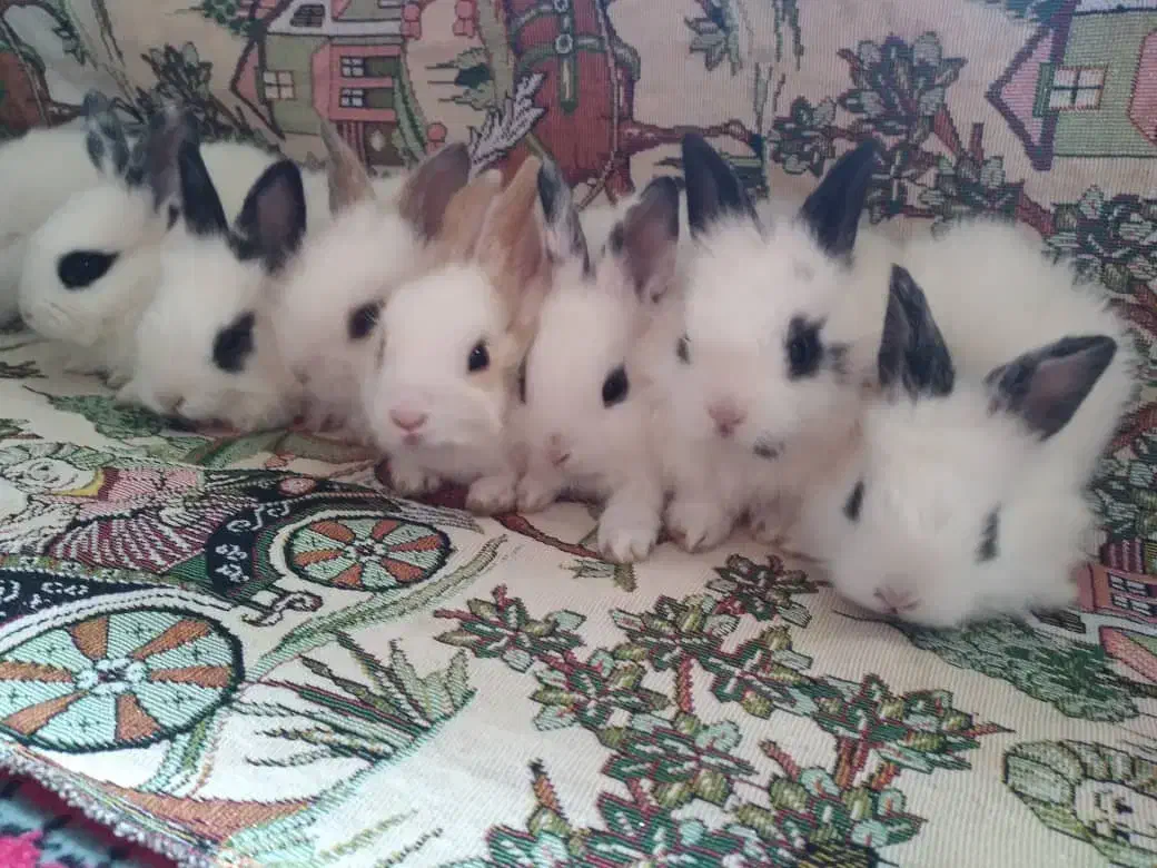 خرگوش کوچولو|موش و خرگوش|وحیدیه, |دیوار