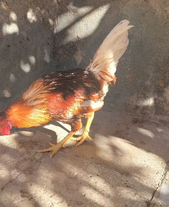 گلین سرخ|پرنده|بیرجند, |دیوار