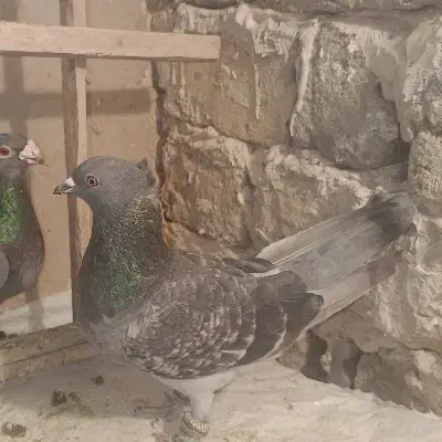 پولکی|پرنده|مشهد, کشف|دیوار