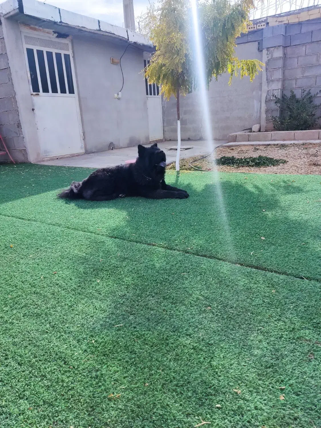 سگ چاو چاو|سگ|شیراز, قدوسی غربی|دیوار