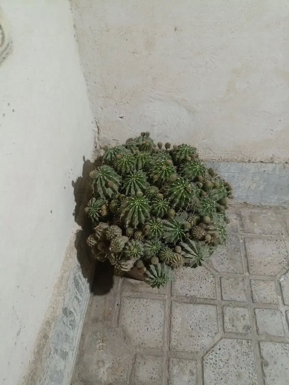 گل طبیعی|گل و گیاه طبیعی|پاکدشت, پاکدشت (مامازند)|دیوار