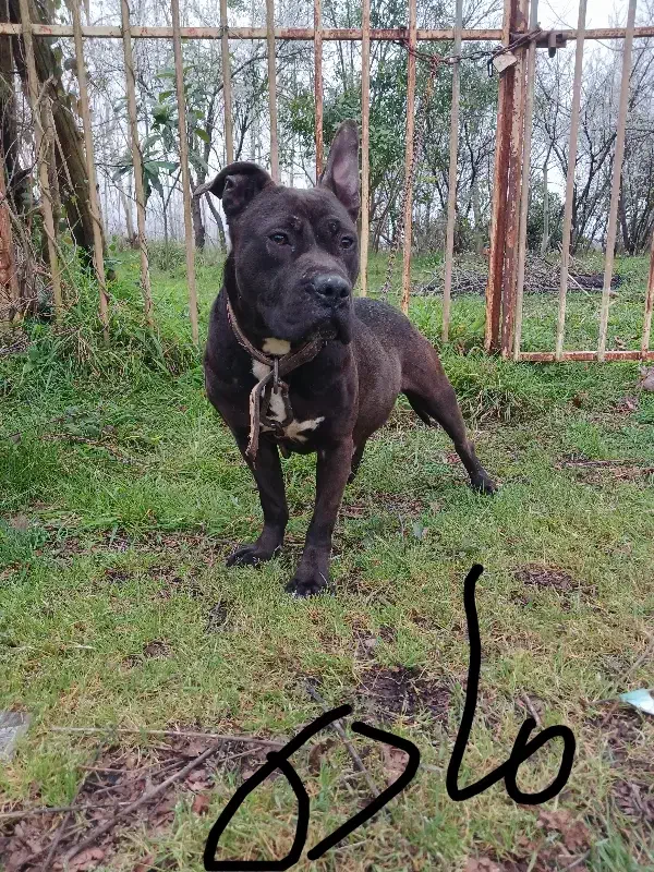 یه جفت سگ|سگ|رشت, کوی قدس|دیوار