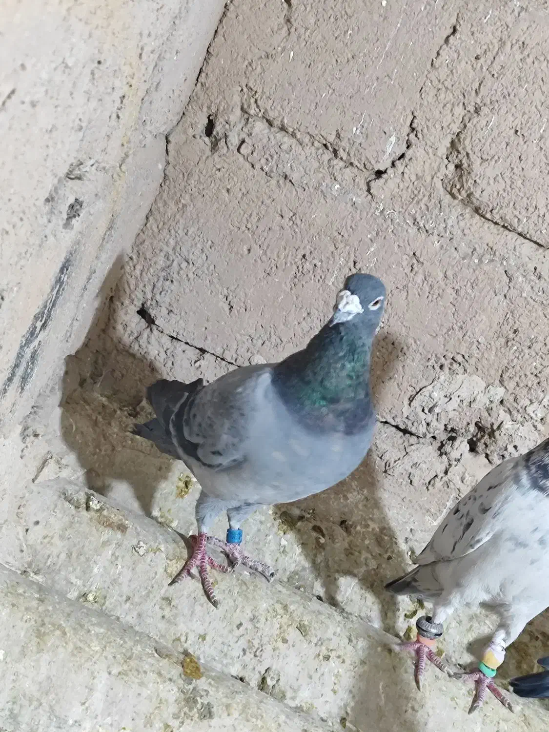 کبوتر.پلاکی|پرنده|مبارکه, |دیوار