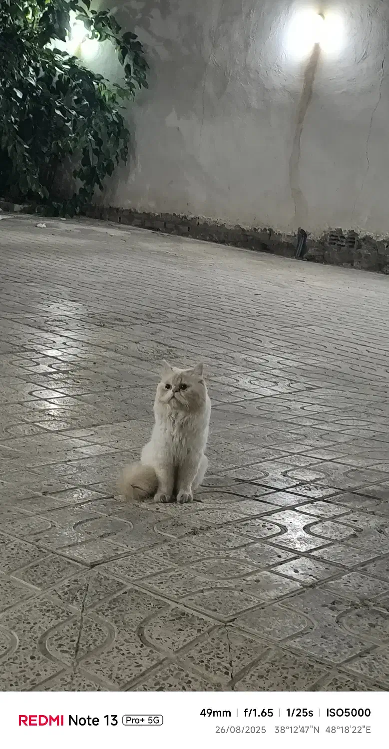 گربه پرشین|گربه|اردبیل, |دیوار