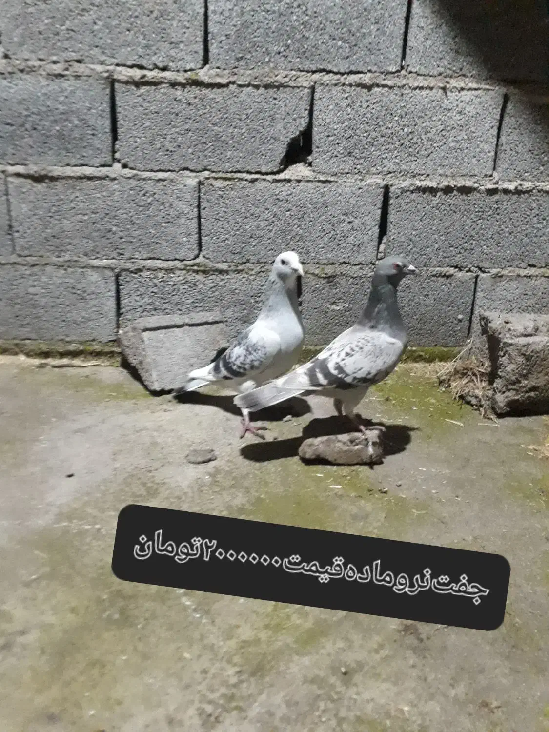 کبوترپلنگ|پرنده|گنبد کاووس, |دیوار