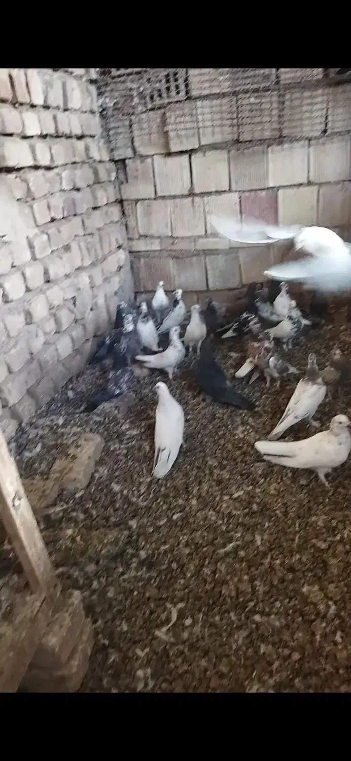 کبوتر فروشی|پرنده|نیاسر, |دیوار