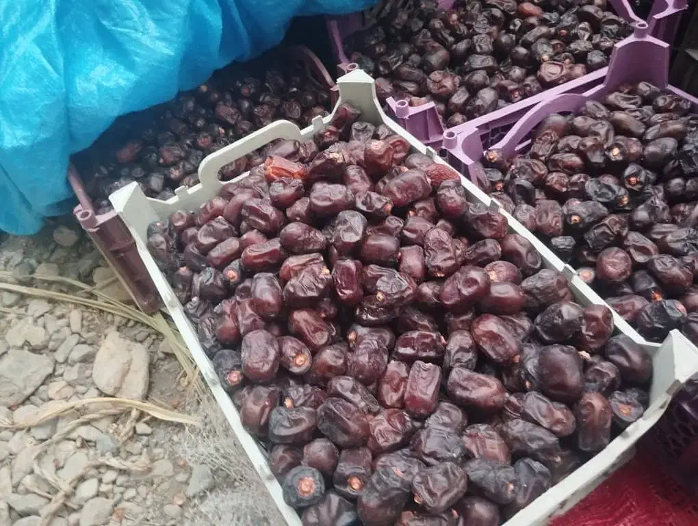 سلام سه تن مضافتی یک تن خرمایی ازاد چیز خوب دارم|خوردنی و آشامیدنی|کهنوج, |دیوار