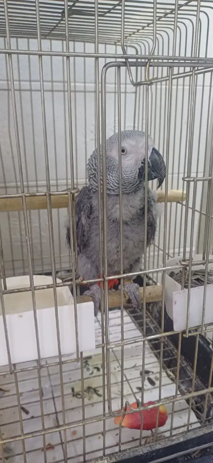 جوجه کاسکو حلقه پا رام دستی ۹ماهه ۲۰کلام|پرنده|تهران, اسکندری|دیوار