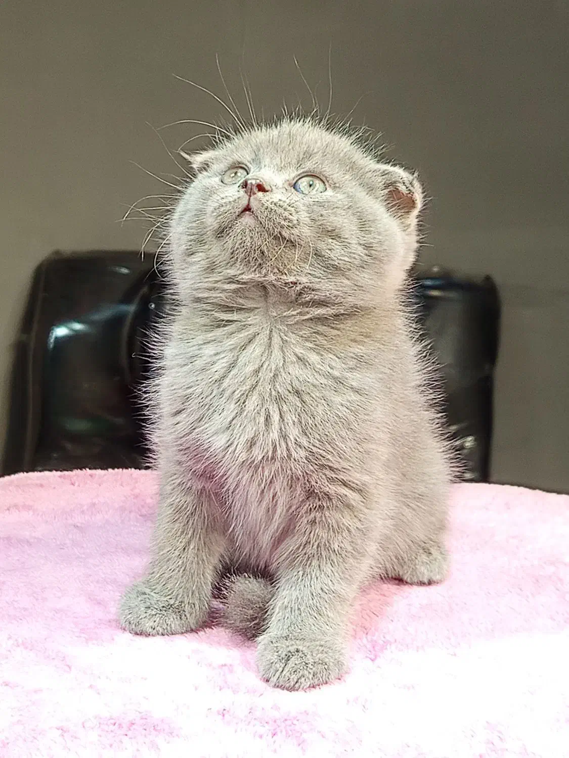 بچه گربه اسکاتیش خرسی|گربه|تهران, تهرانسر مرکزی|دیوار