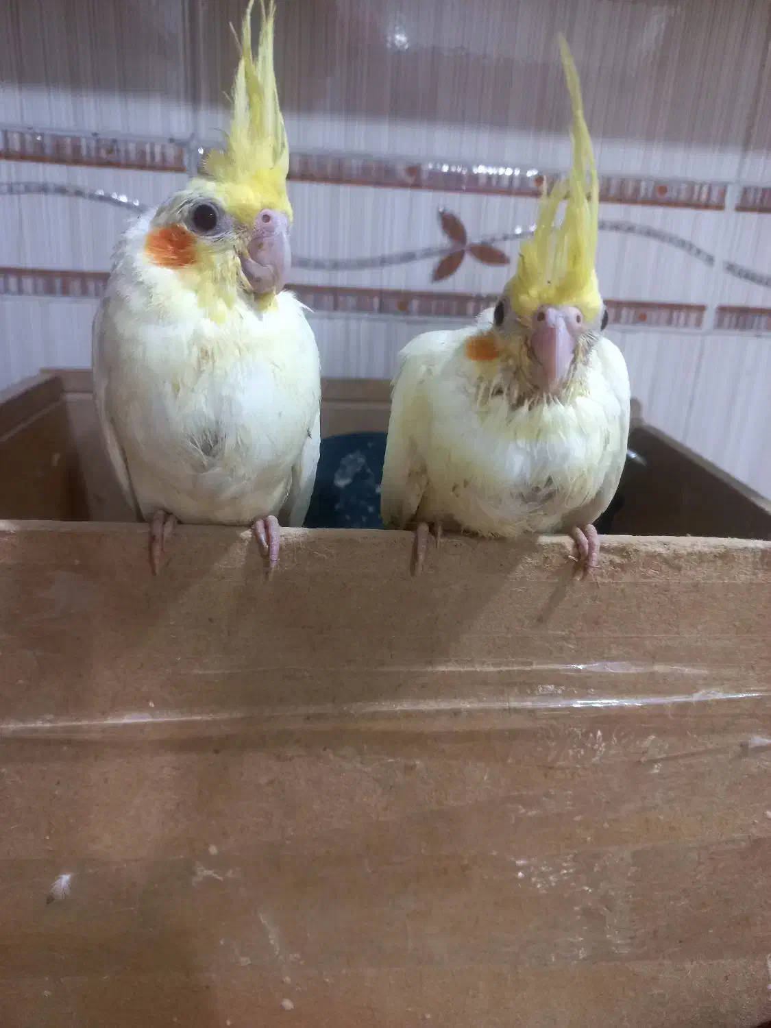 جوجه یه ماه لوتینو اماده برا دستی کردن|پرنده|دزفول, |دیوار