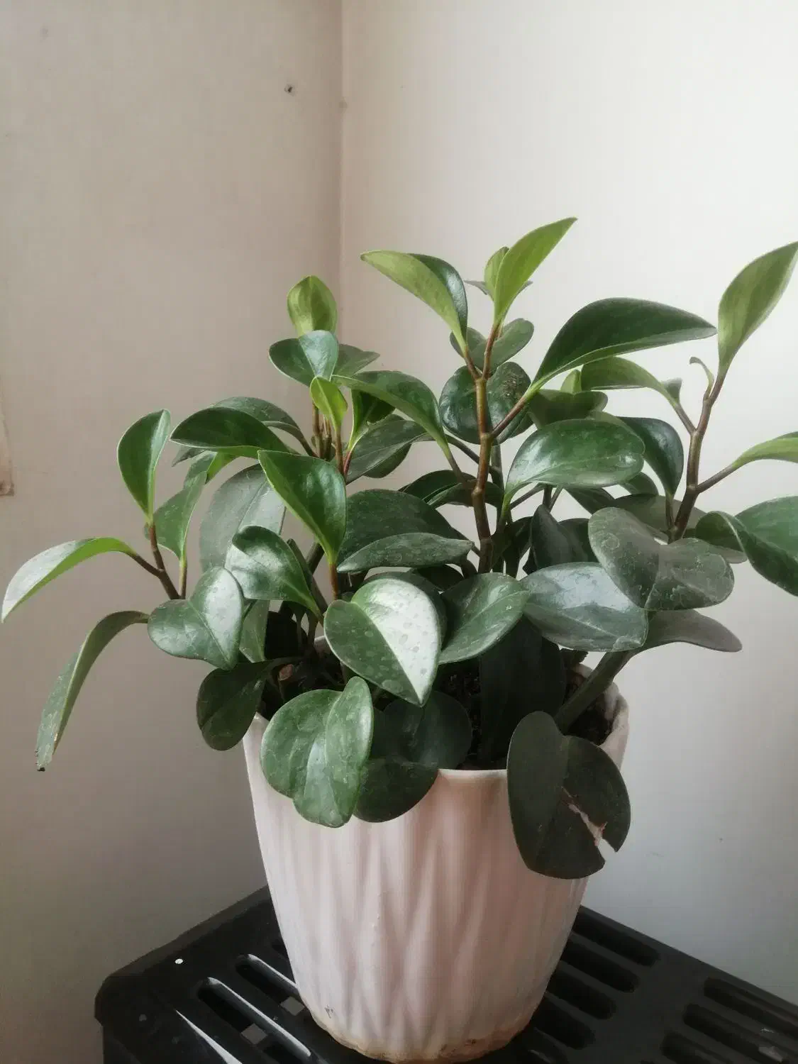 گل قاشقی|گل و گیاه طبیعی|اسلام‌شهر, شهرک واوان|دیوار