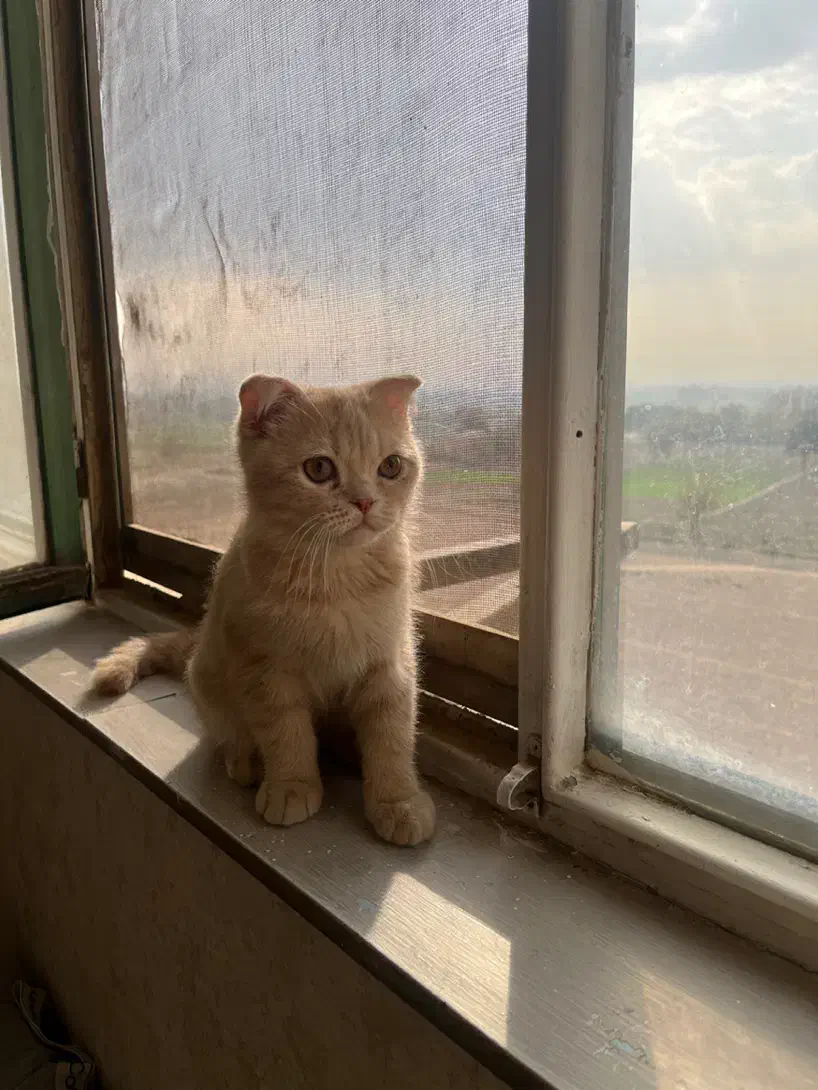 گربه اسگاتیش|گربه|ری, علایین|دیوار