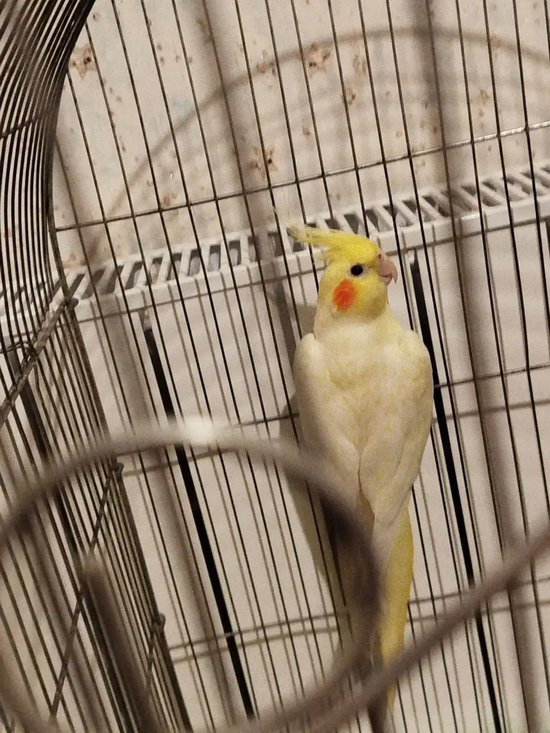 عروس هلندی لوتینو|پرنده|درگزین, |دیوار