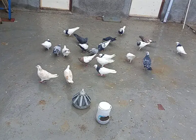 کبوتر|پرنده|شیروان (خراسان), |دیوار