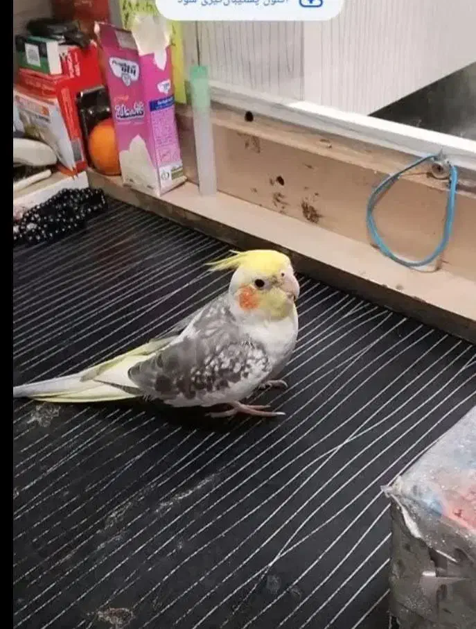 طوطی گم شده در آستانه اشرفیه با مژدگانی|پرنده|آستانه اشرفیه, |دیوار