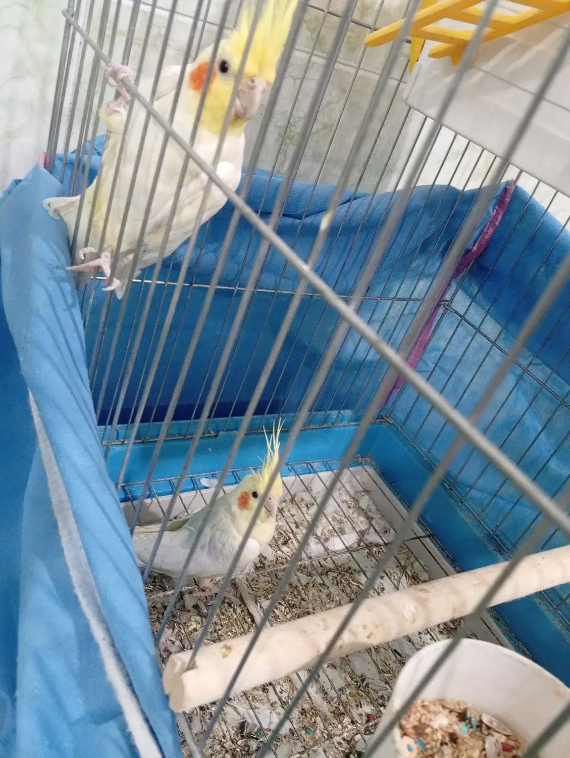 عروس هلندی|پرنده|شیراز, کوشک میدان|دیوار