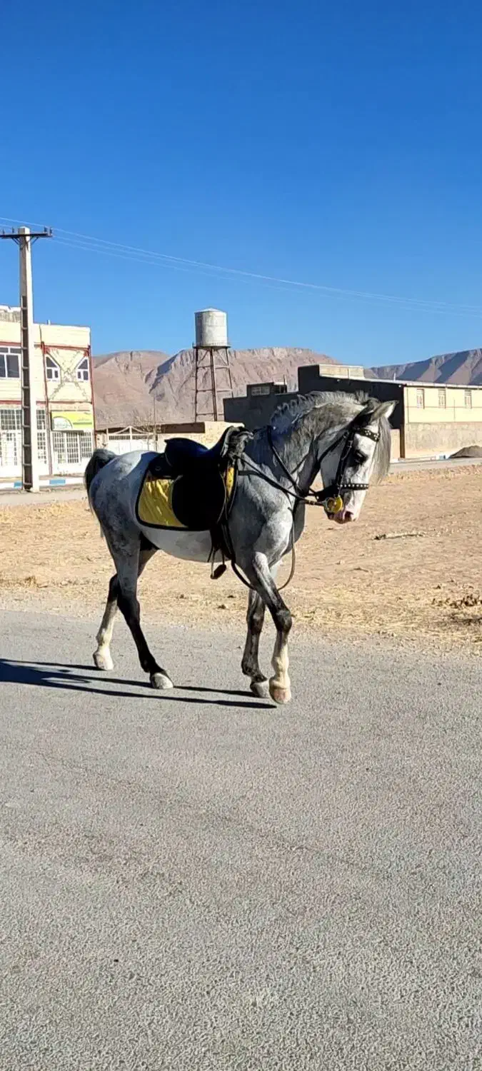 اسب نریان|اسب و تجهیزات اسب‌سواری|معصومیه, |دیوار