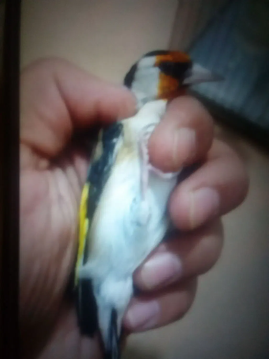 سهره نر|پرنده|رشت, فلسطین|دیوار