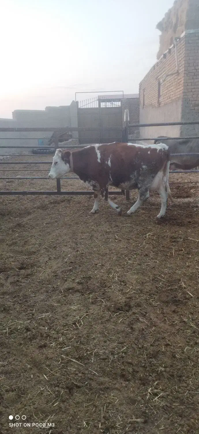 تخت شکم اول|حیوانات مزرعه|سبزوار, رباط|دیوار