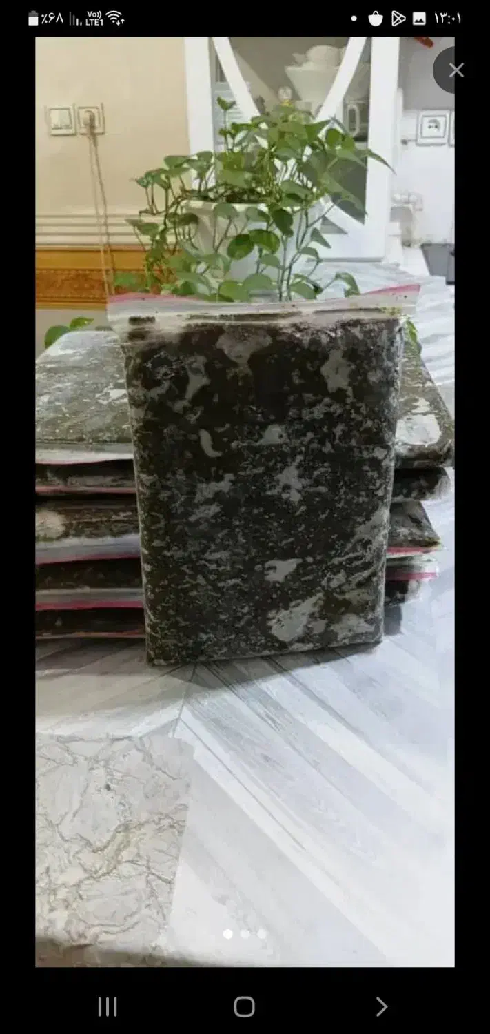 سبزی|خوردنی و آشامیدنی|اهواز, کیانپارس |دیوار