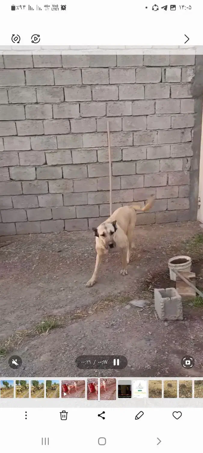 گم شدن سگ|سگ|الیگودرز, |دیوار