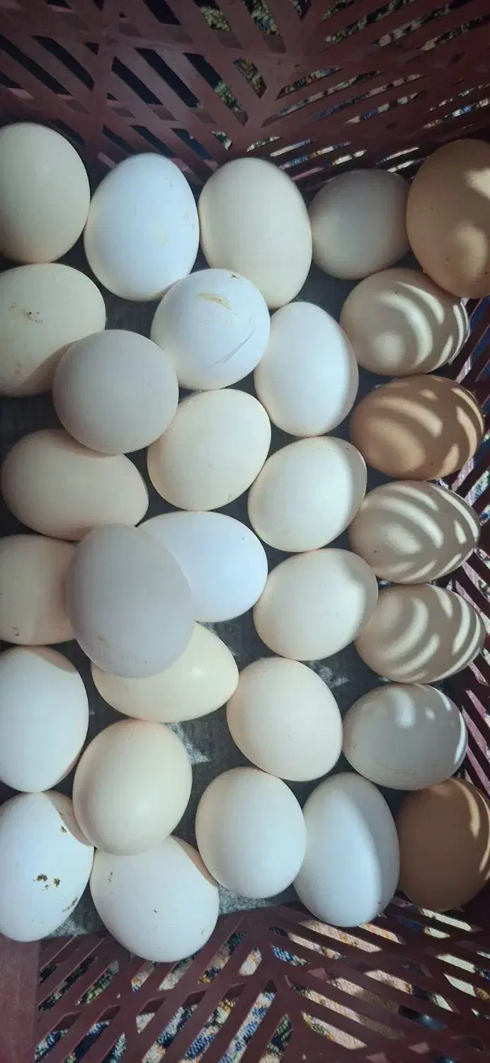 تخم مرغ محلی تازه و بهداشتی|خوردنی و آشامیدنی|شیراز, شهرک مهدیآباد|دیوار