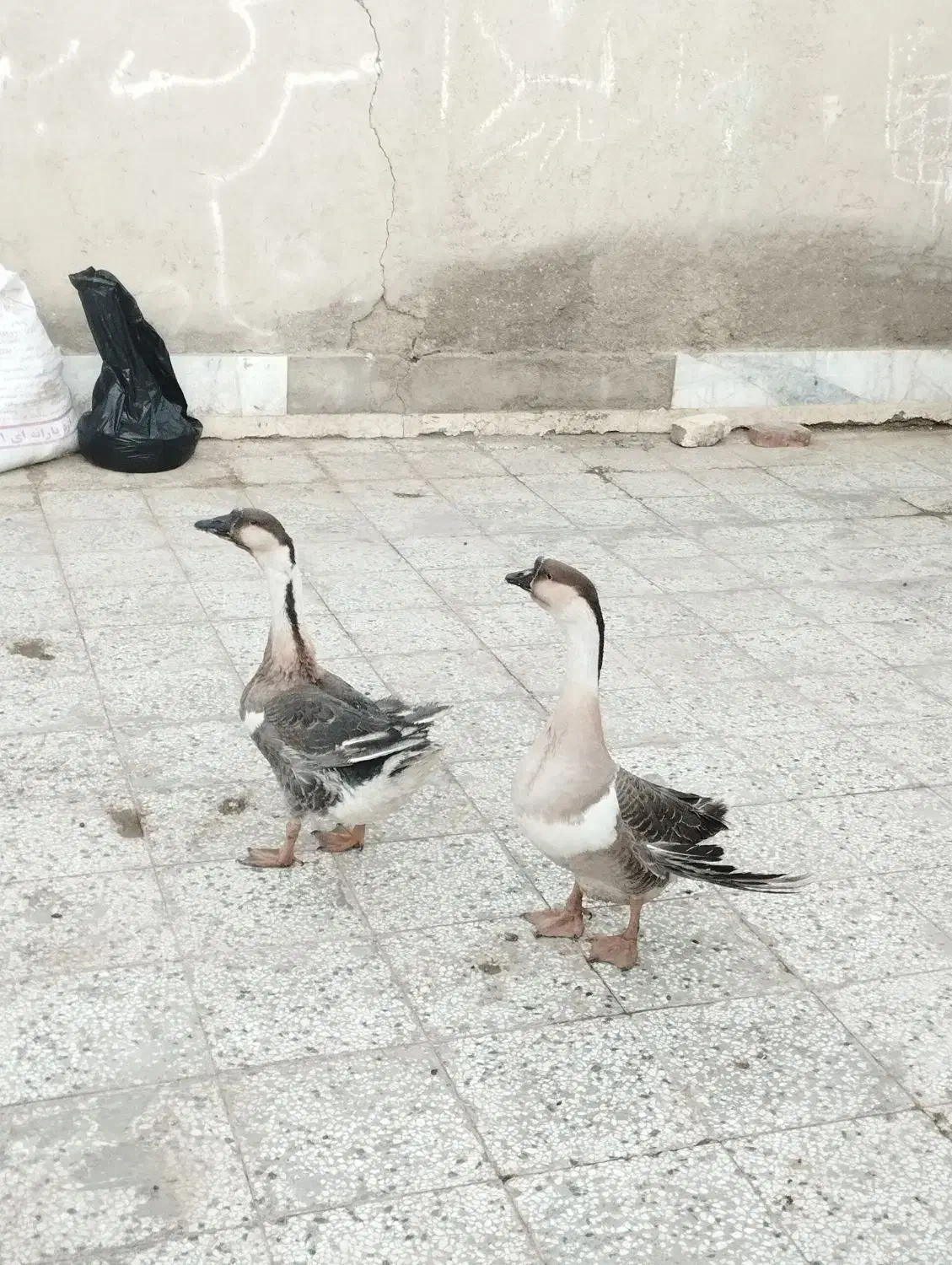 یک جفت قو غاز اصل ویک جوجه خروس چابهاری|حیوانات مزرعه|زابل, |دیوار