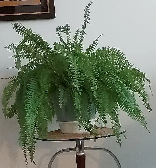 گل سرخس|گل و گیاه طبیعی|تبریز, |دیوار