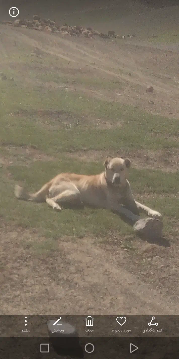 سگ گله گرد|سگ|شاندیز, |دیوار