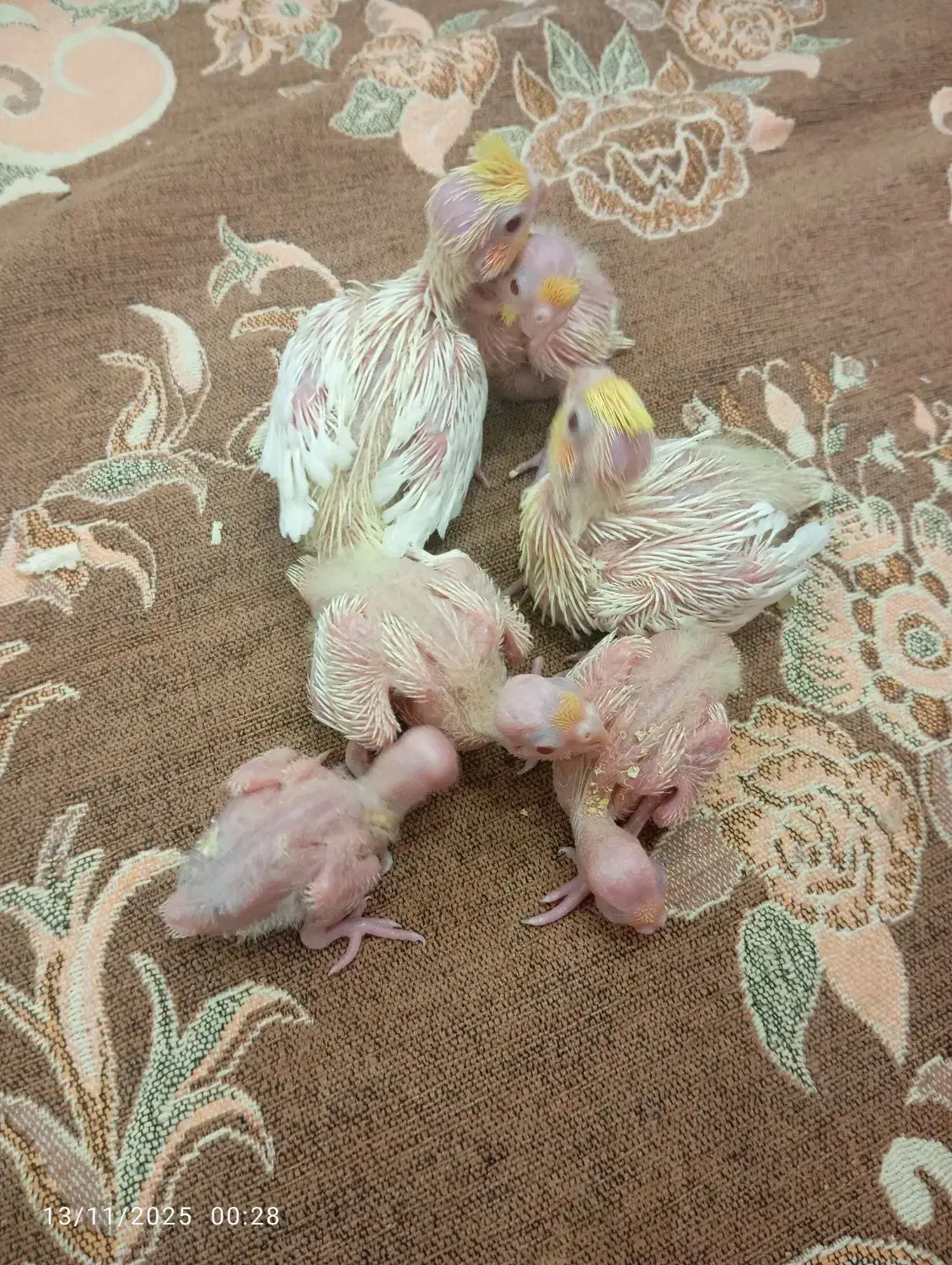 جوجه عروس هلندی|پرنده|تهران, طرشت|دیوار