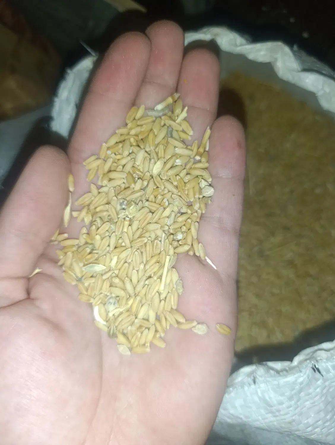 گندم|خوردنی و آشامیدنی|ساوه, |دیوار