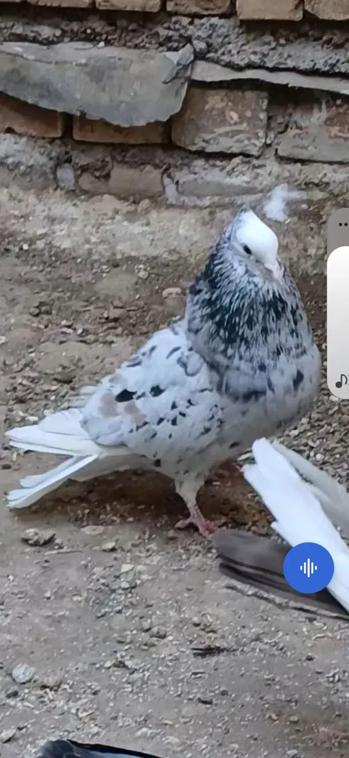 فروشی نر|پرنده|صائین قلعه, |دیوار