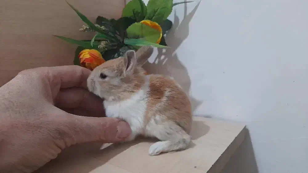 خرگوش مینیاتوری یک ماهه|موش و خرگوش|تهران, هاشمی|دیوار