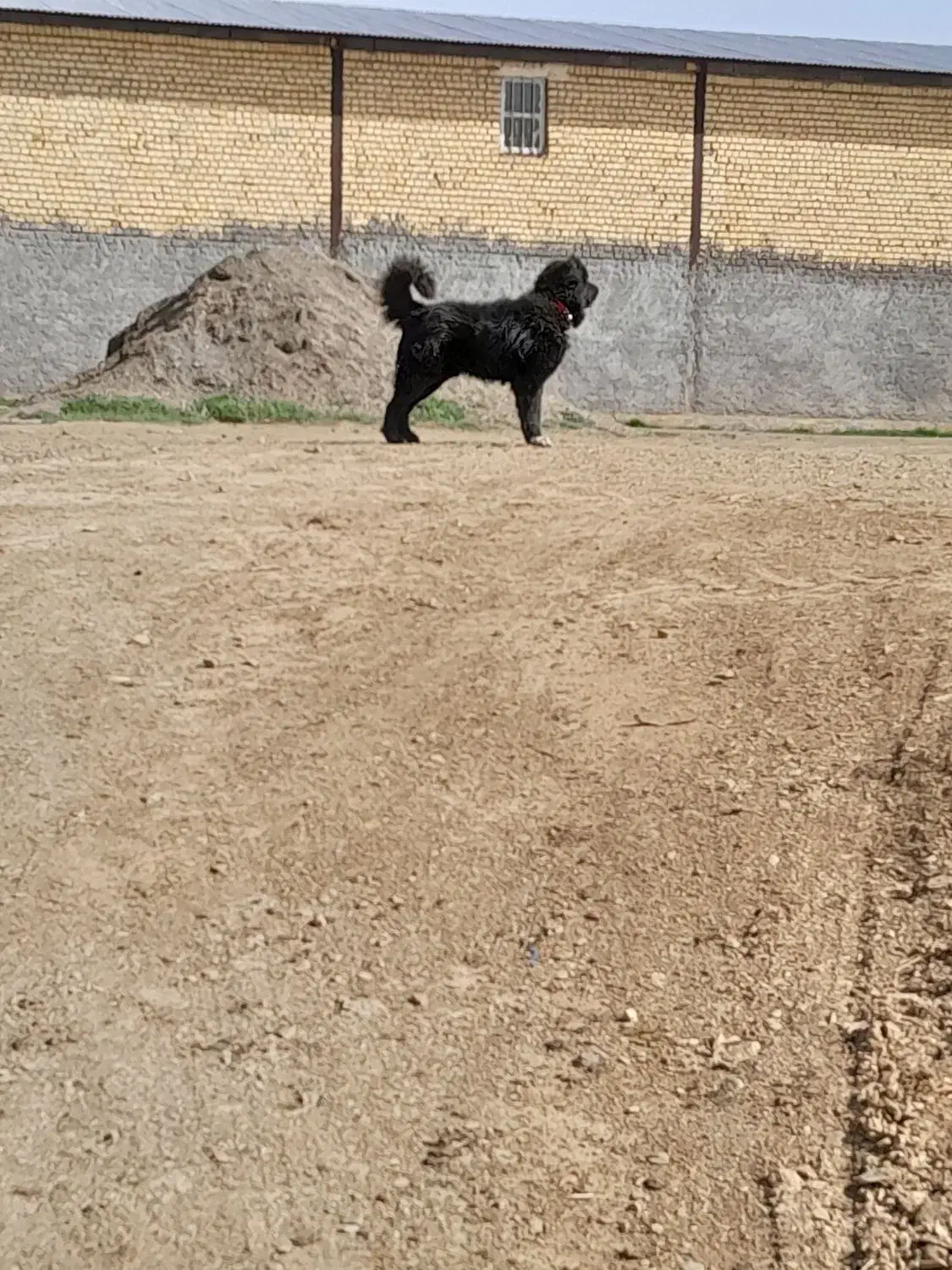 سگ قدریجانی|سگ|خمین, |دیوار