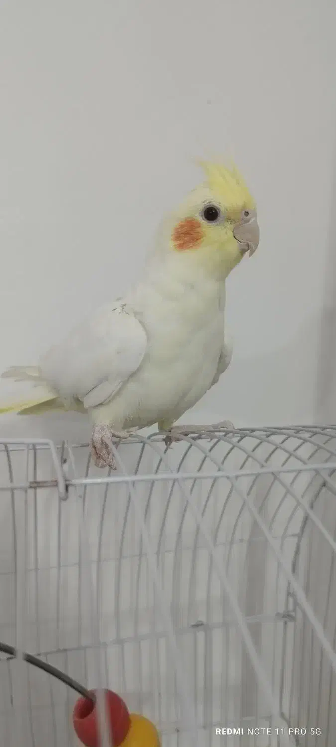 عروس هلندی سخنگوودوتا عروس ماده با قفس|پرنده|مشهد, شهید بصیر|دیوار