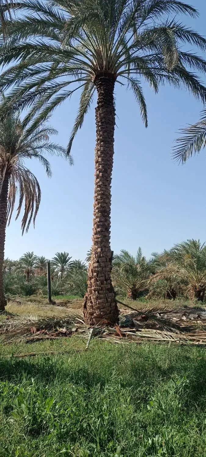 درخت گرازی خوشه بری|خدمات باغبانی و درختکاری|بم, |دیوار